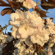 5038838004544 1 Prunus Fragrant Cloud Shizuka 12L.JPG